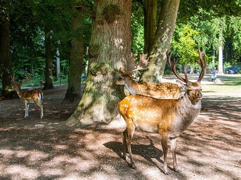 dyreparken aarhus|Marselisborg Dyrehave » Oplev den smukke dyrepark。